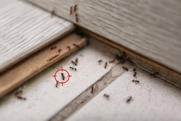 Best Termite Control Services  in Lakewood, OH